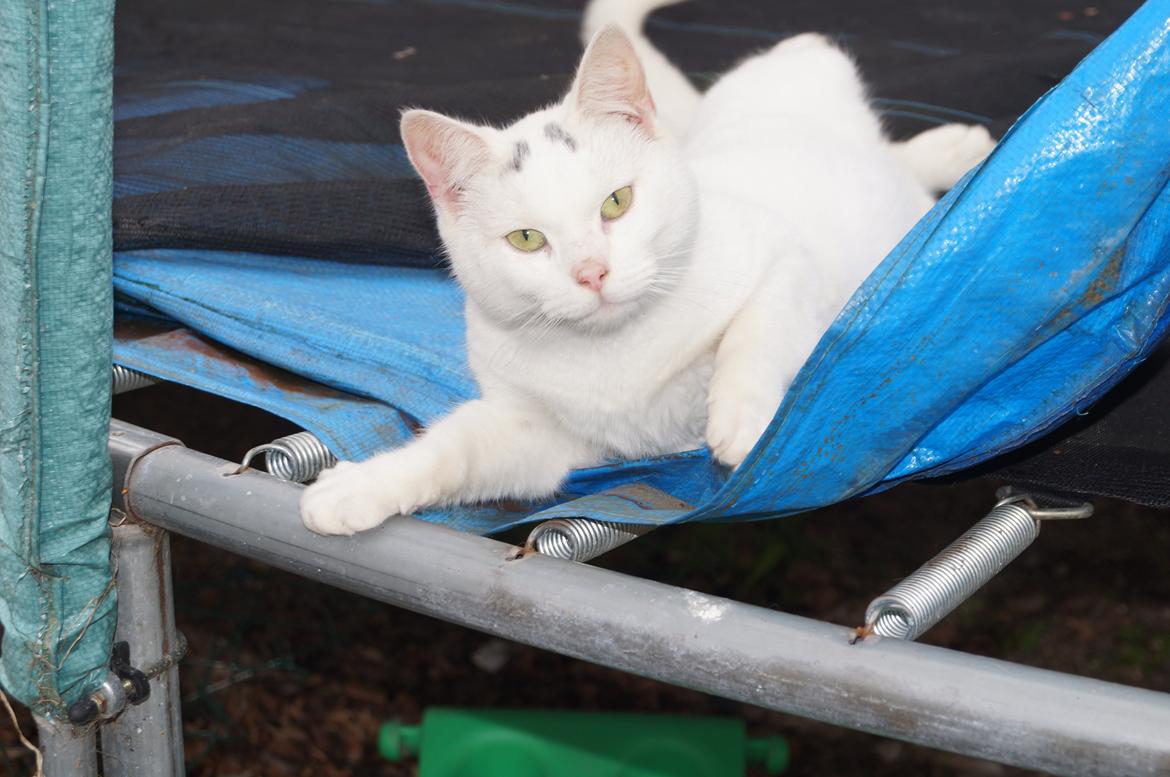 Huskat Djævlen <3 billede 1