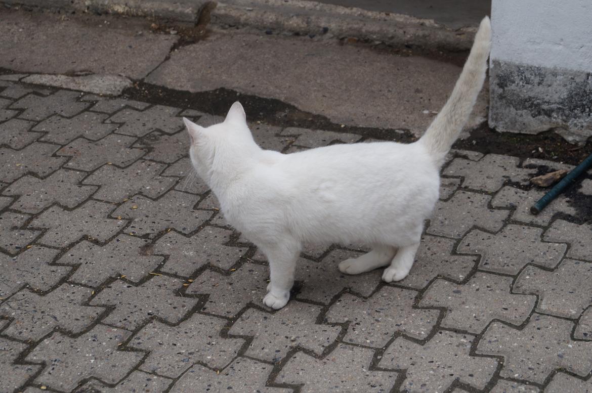 Huskat Djævlen <3 billede 5