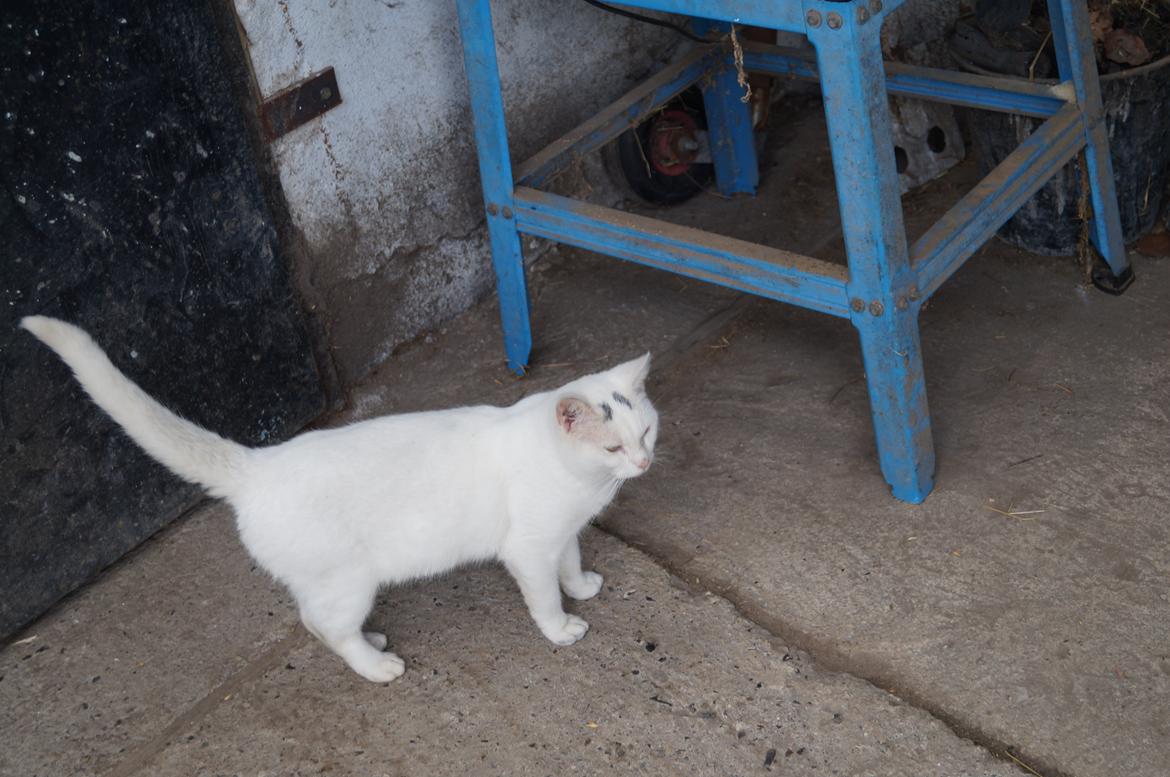 Huskat Djævlen <3 billede 6