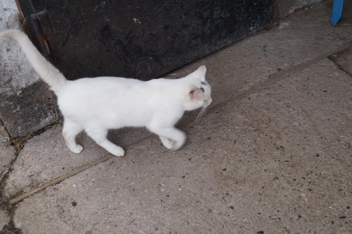 Huskat Djævlen <3 billede 7