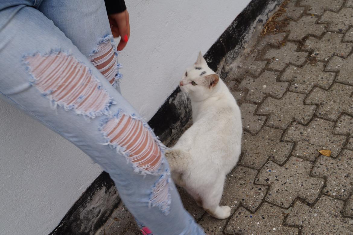 Huskat Djævlen <3 billede 11