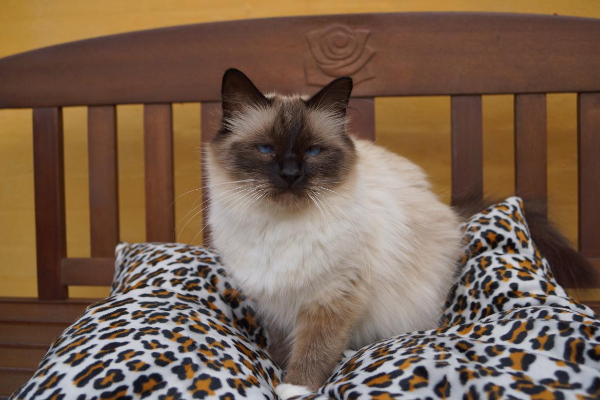 Hellig Birma Pifuni´s Emily billede 2