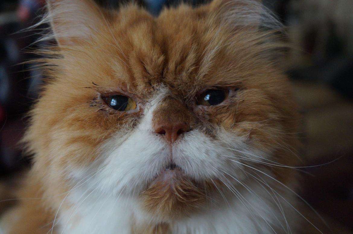 Perser Massen *30.06.2001 -26.05.2014 * - Kære gamle Massen September 2013 billede 1