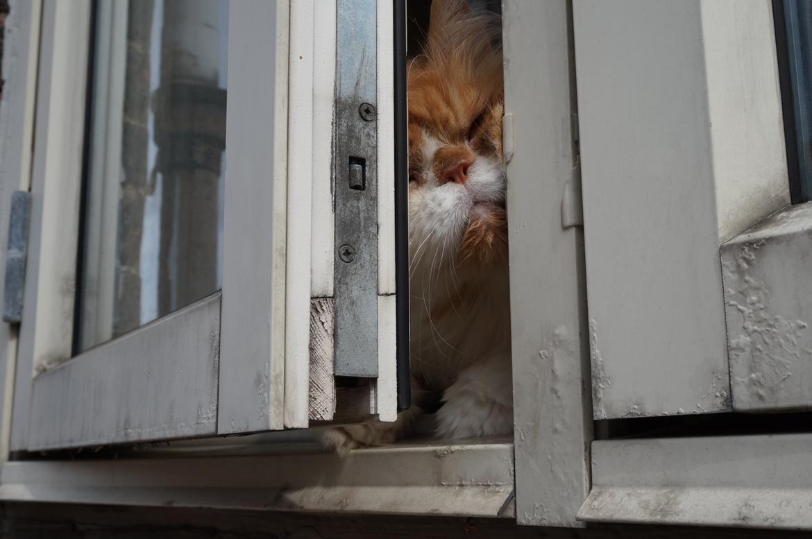 Perser Massen *30.06.2001 -26.05.2014 * - Hej Moar, jeg vil ud til dig August 2013 billede 3