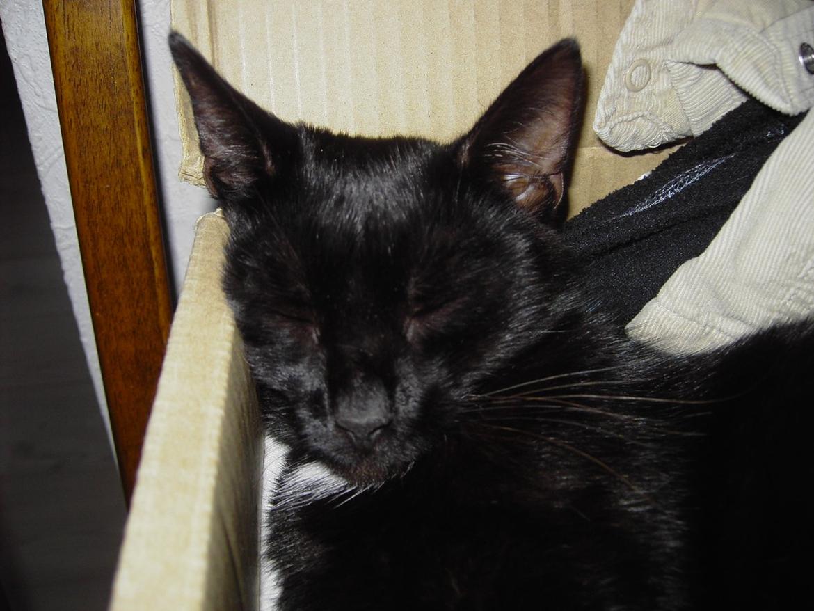 Blanding af racer Sorte billede 1