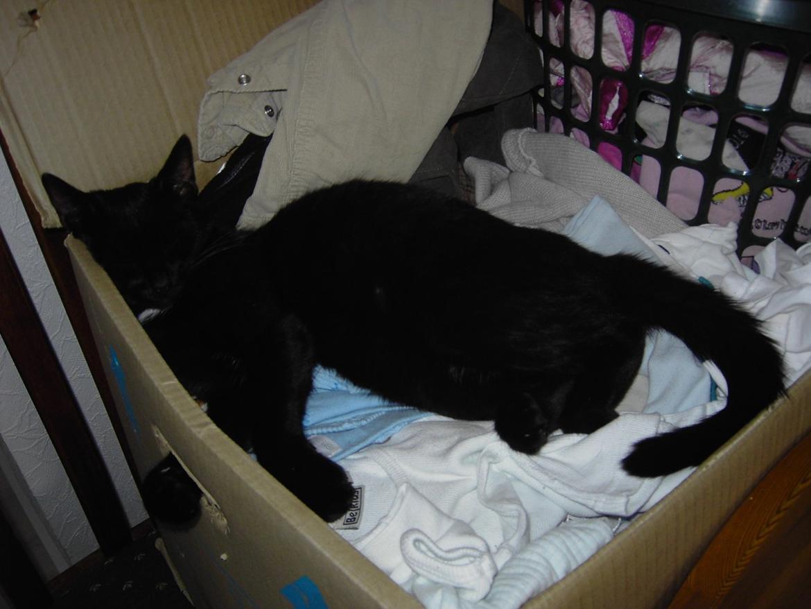 Blanding af racer Sorte billede 2