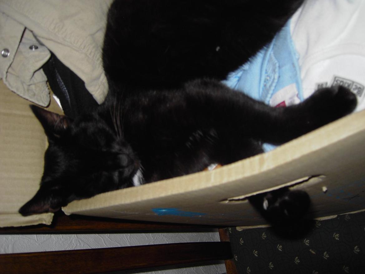 Blanding af racer Sorte billede 3