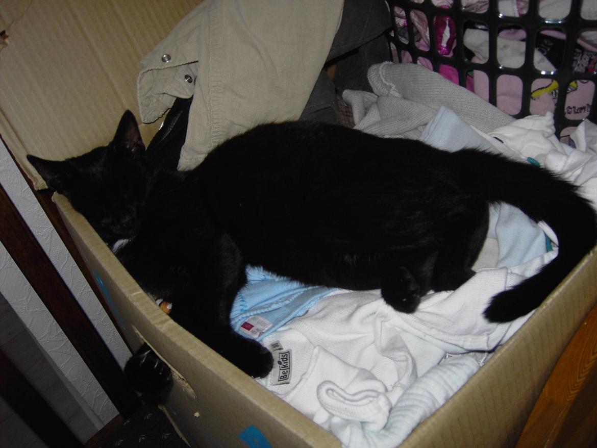 Blanding af racer Sorte billede 4