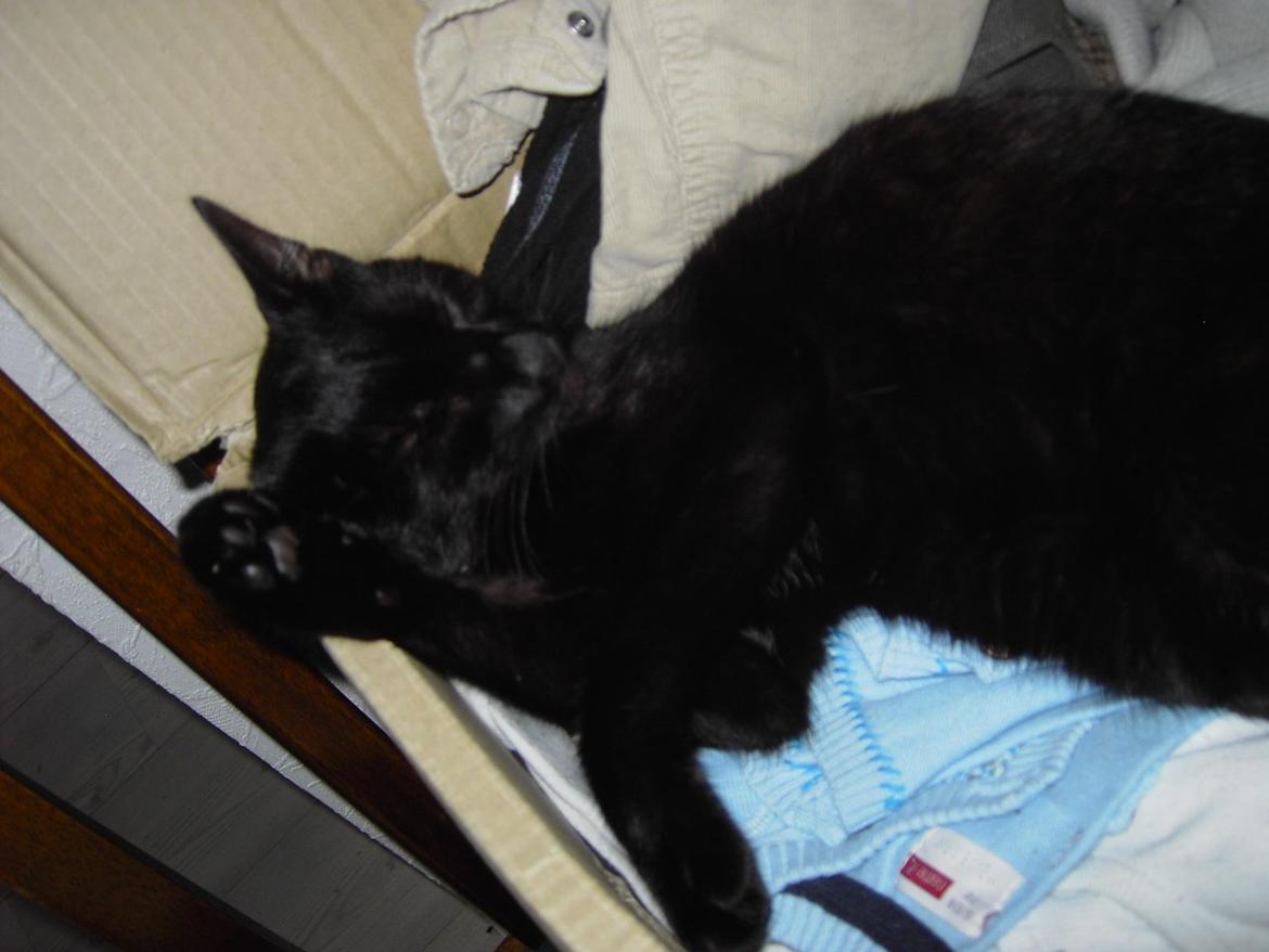 Blanding af racer Sorte billede 5