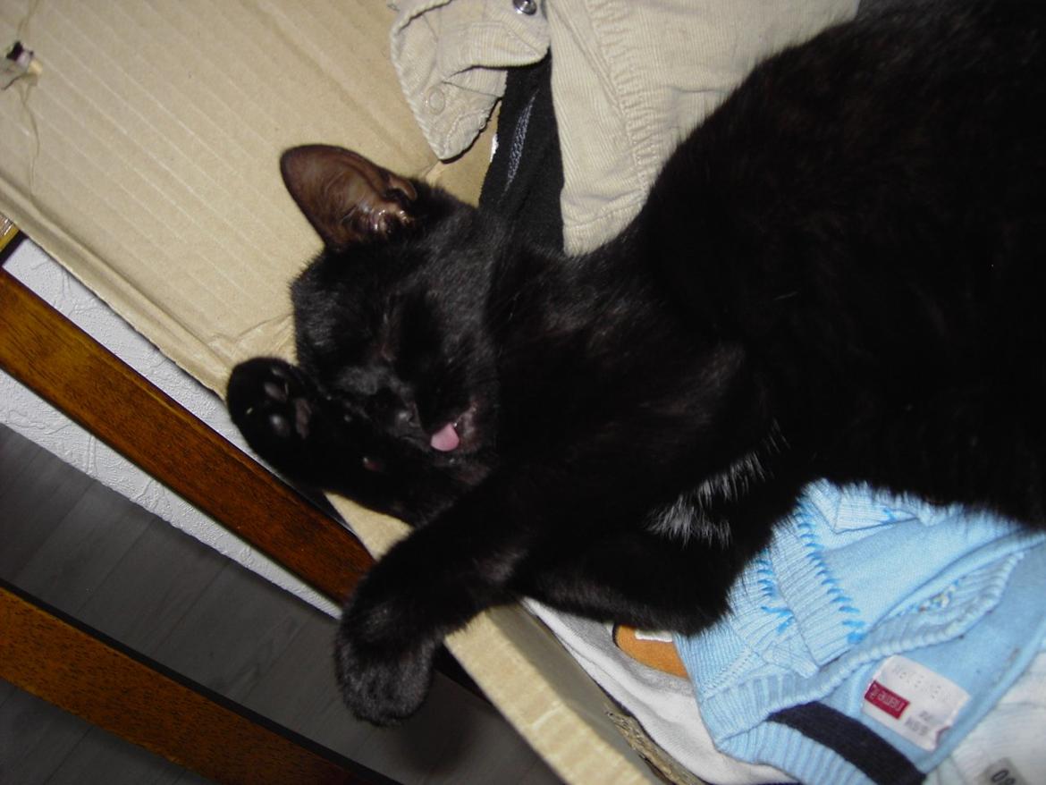 Blanding af racer Sorte billede 6