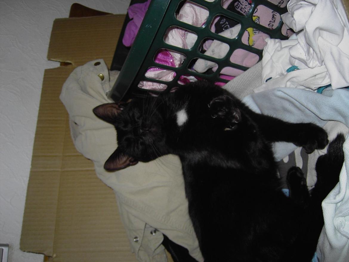 Blanding af racer Sorte billede 7