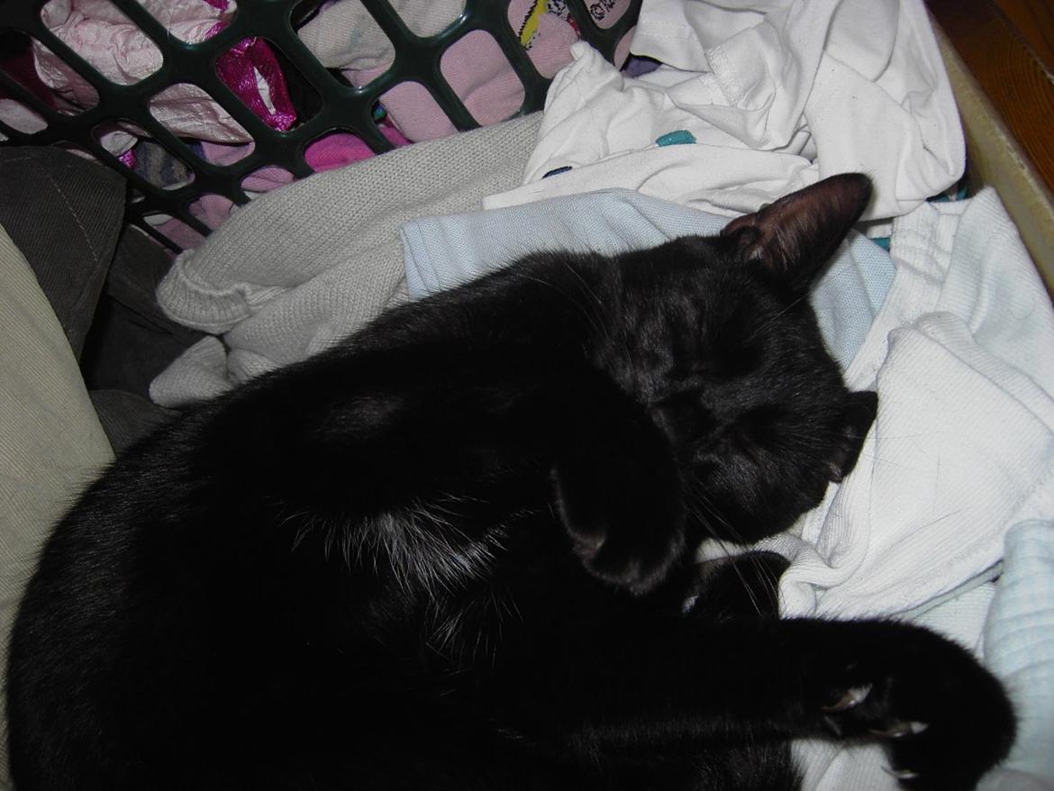 Blanding af racer Sorte billede 8