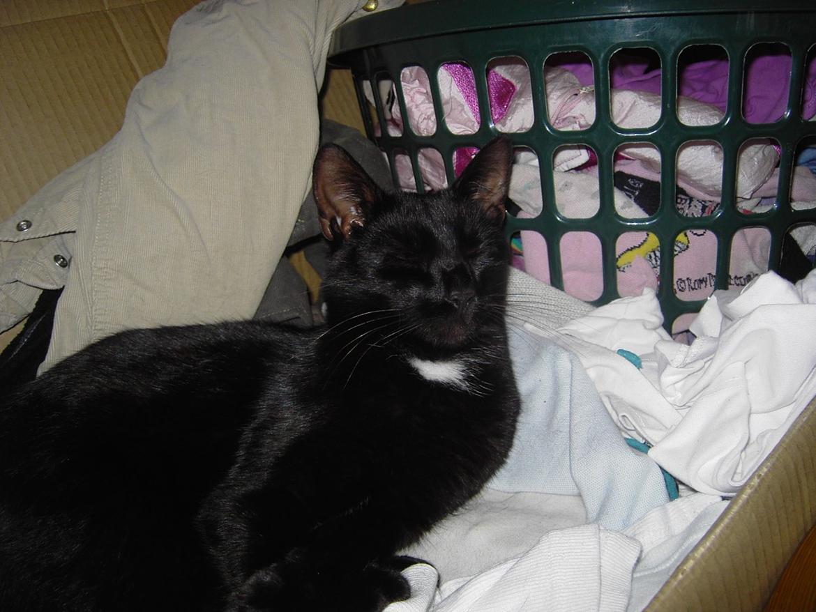 Blanding af racer Sorte billede 9