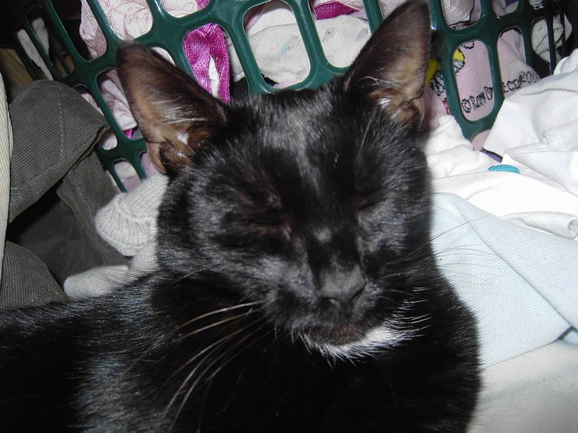 Blanding af racer Sorte billede 10