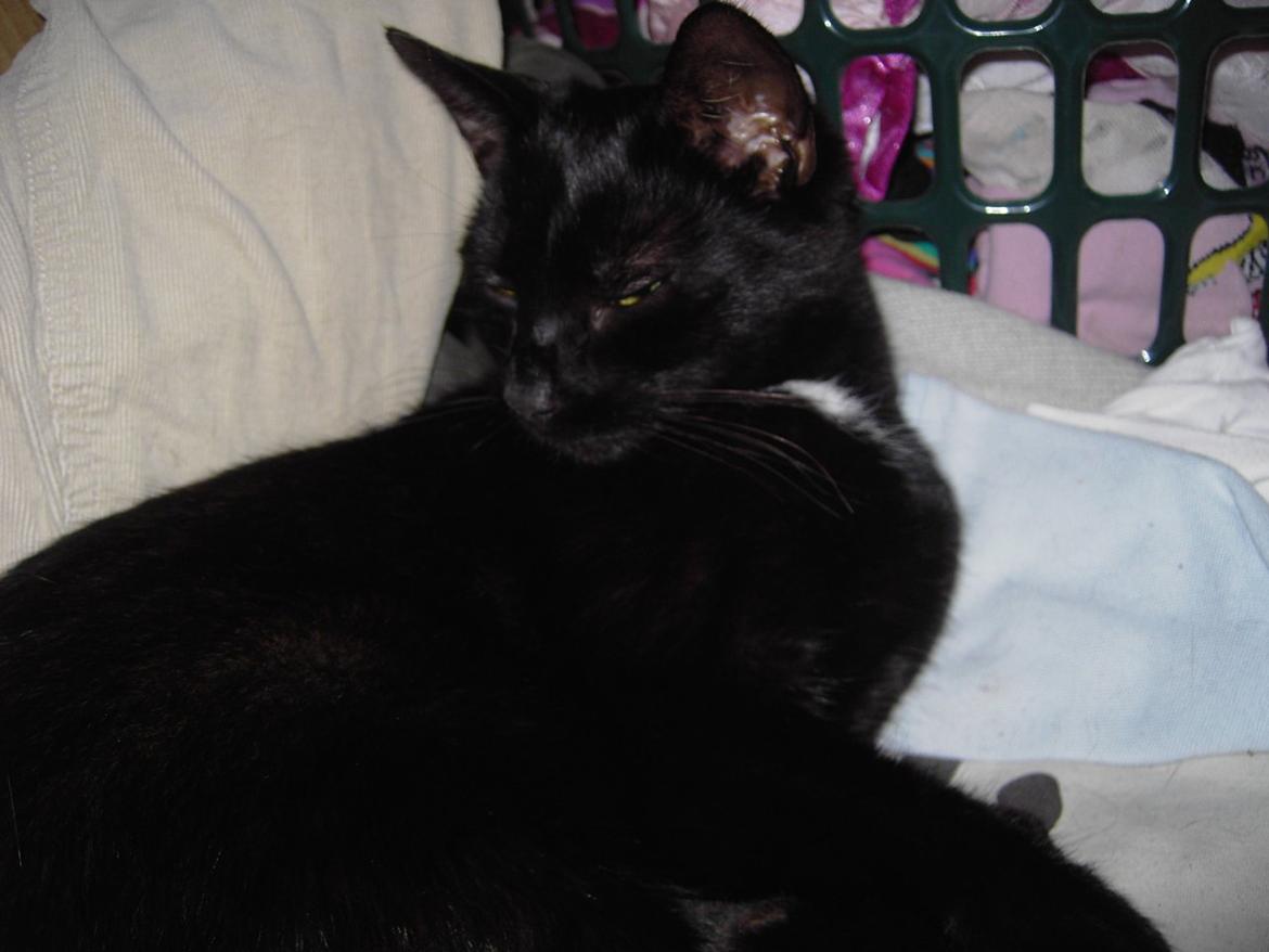 Blanding af racer Sorte billede 11