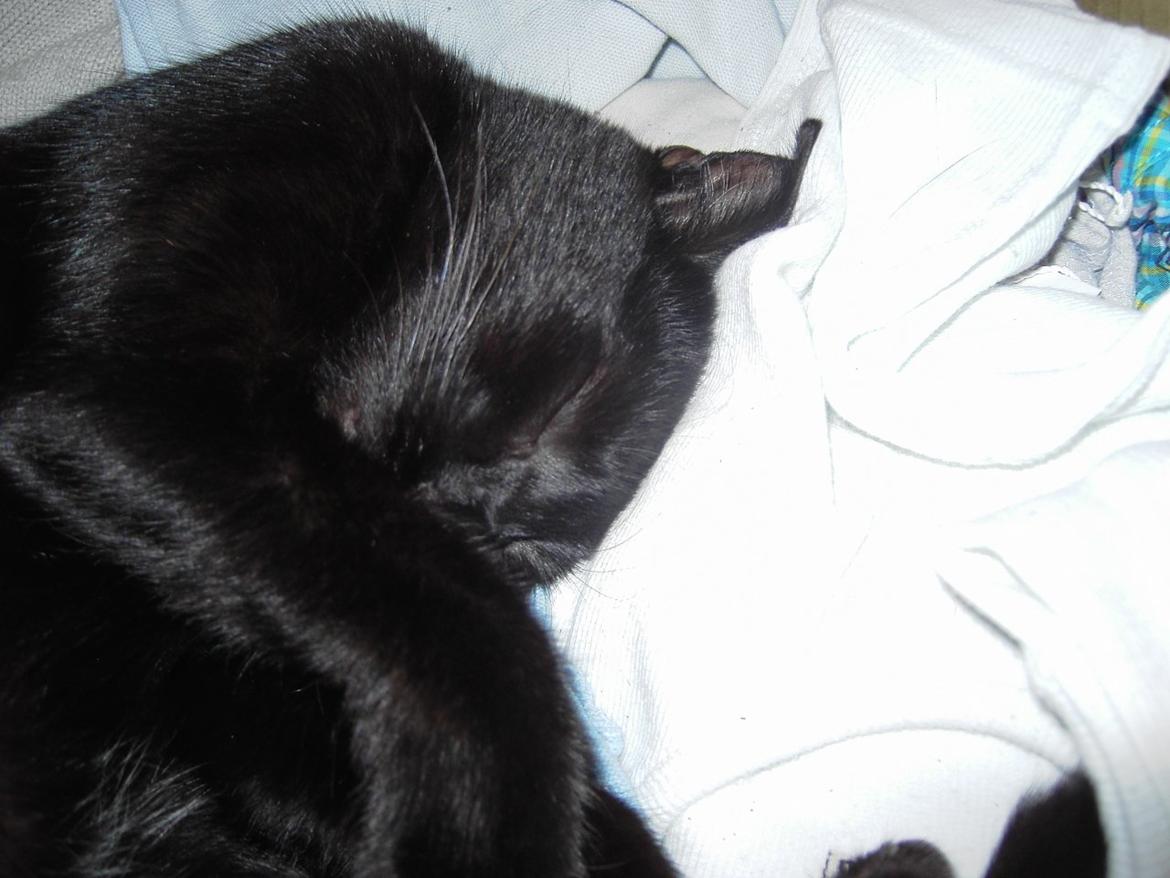 Blanding af racer Sorte billede 12