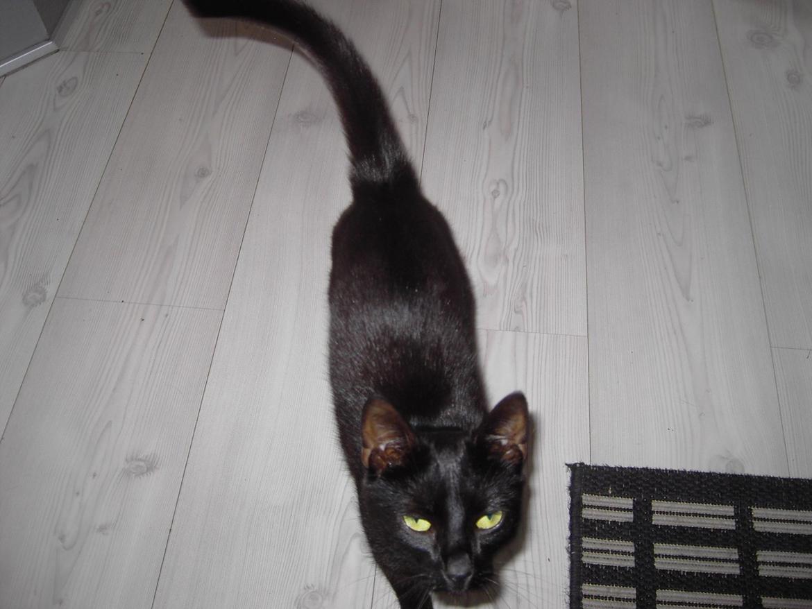 Blanding af racer Sorte billede 13