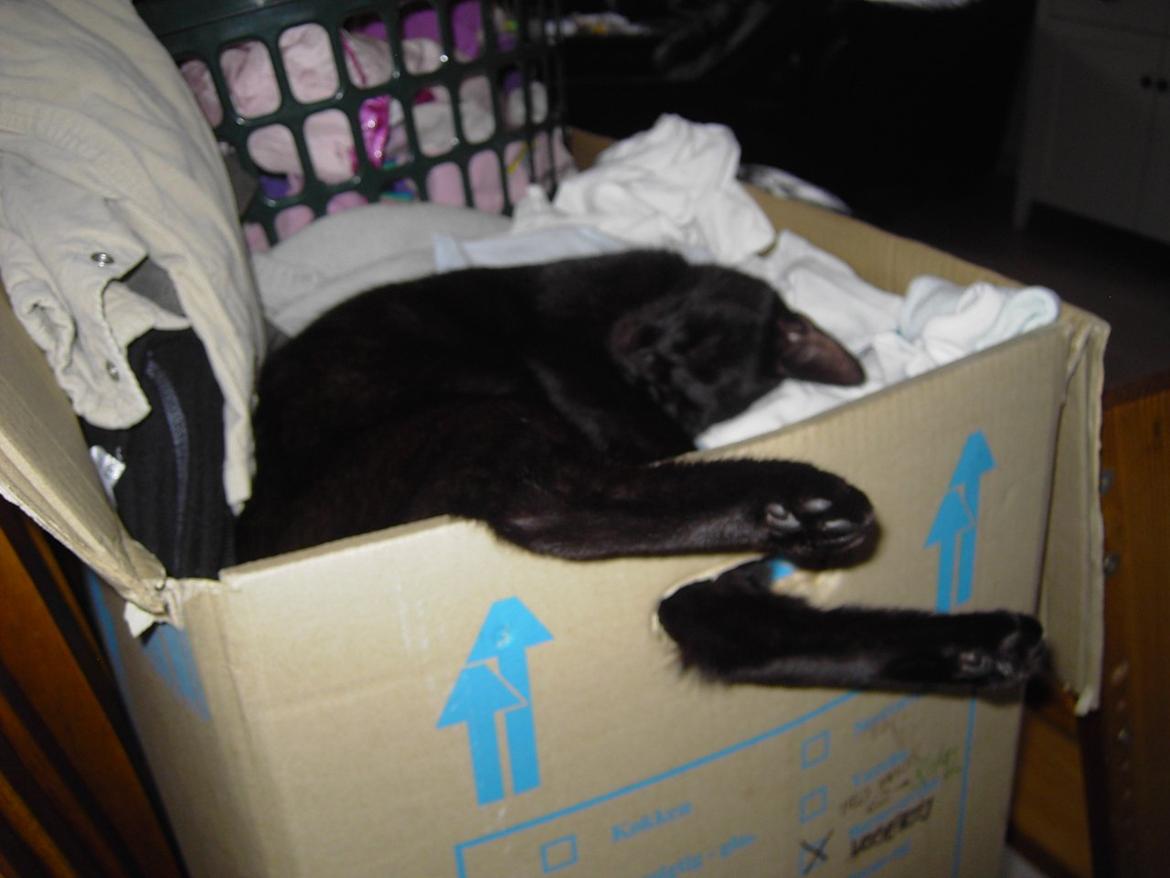 Blanding af racer Sorte billede 14