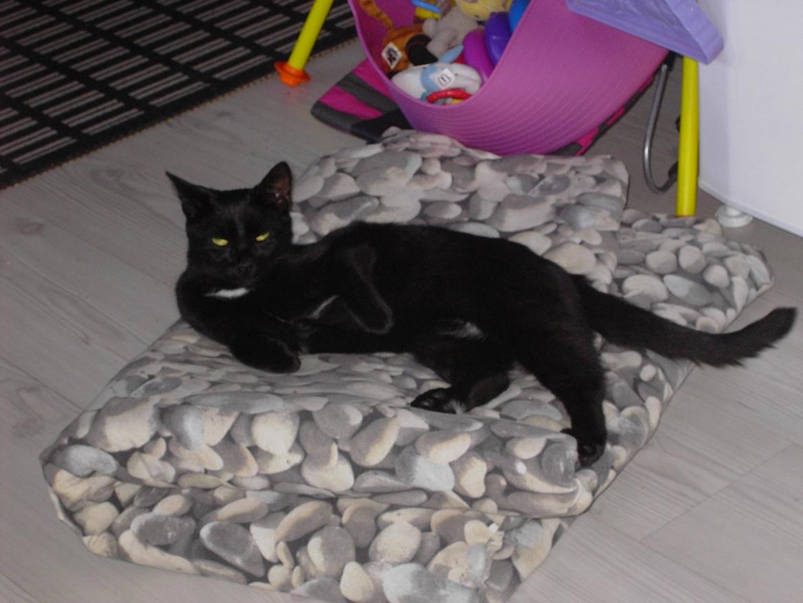 Blanding af racer Sorte billede 15