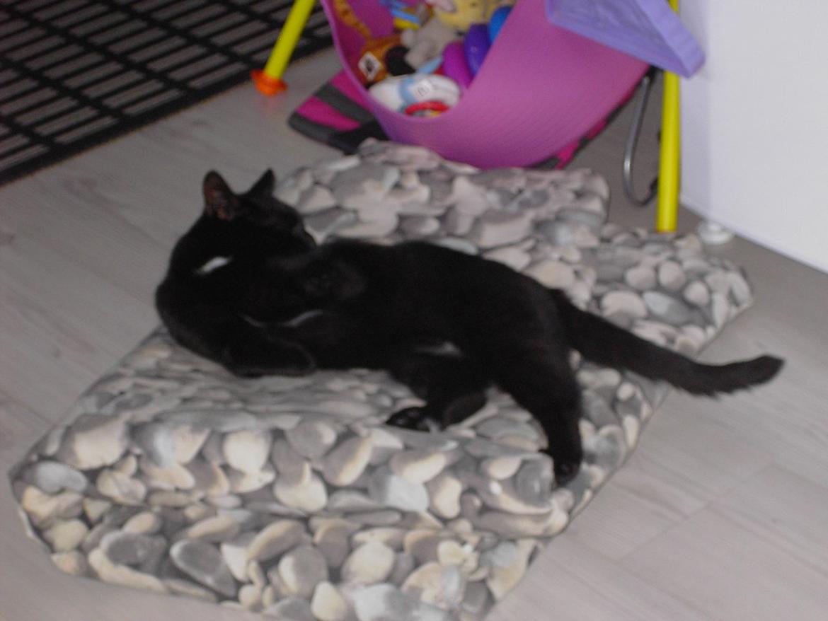 Blanding af racer Sorte billede 16