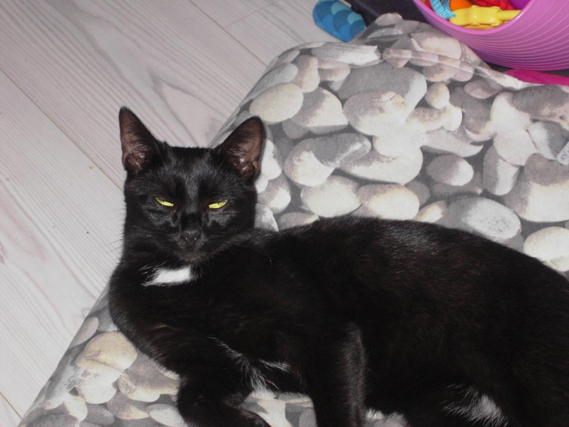 Blanding af racer Sorte billede 17