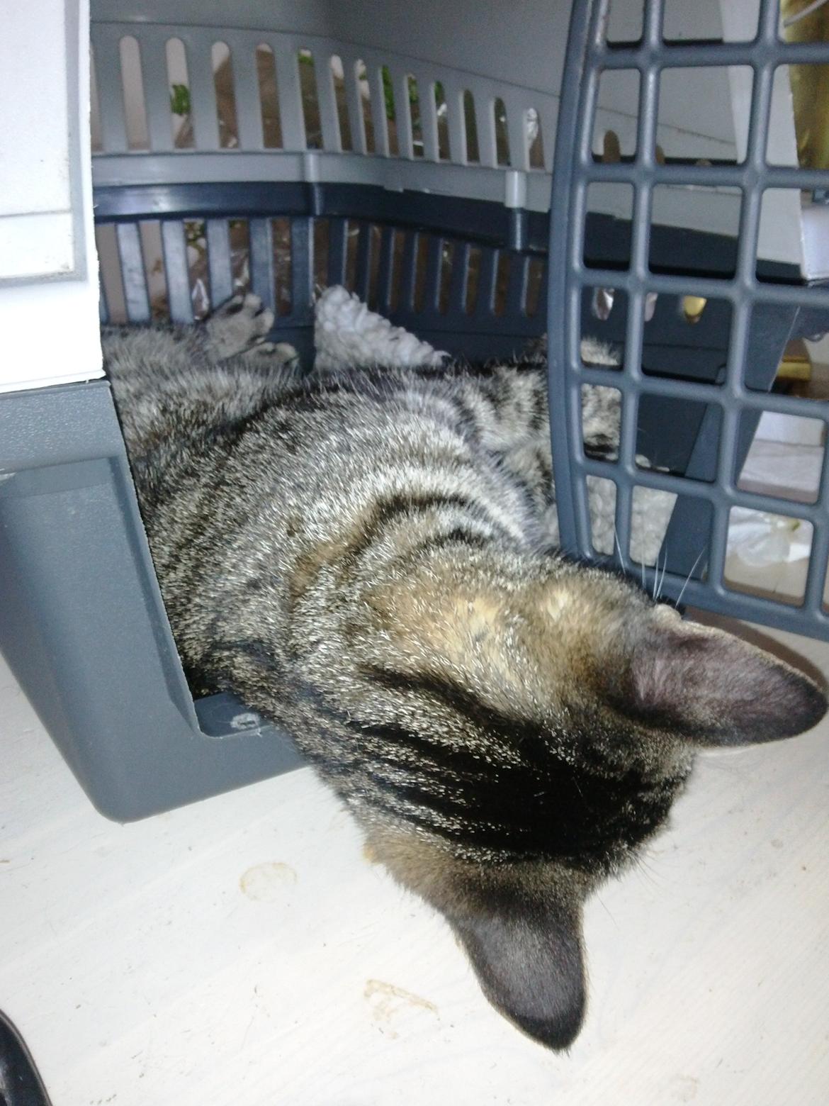 Huskat Mewmew billede 1