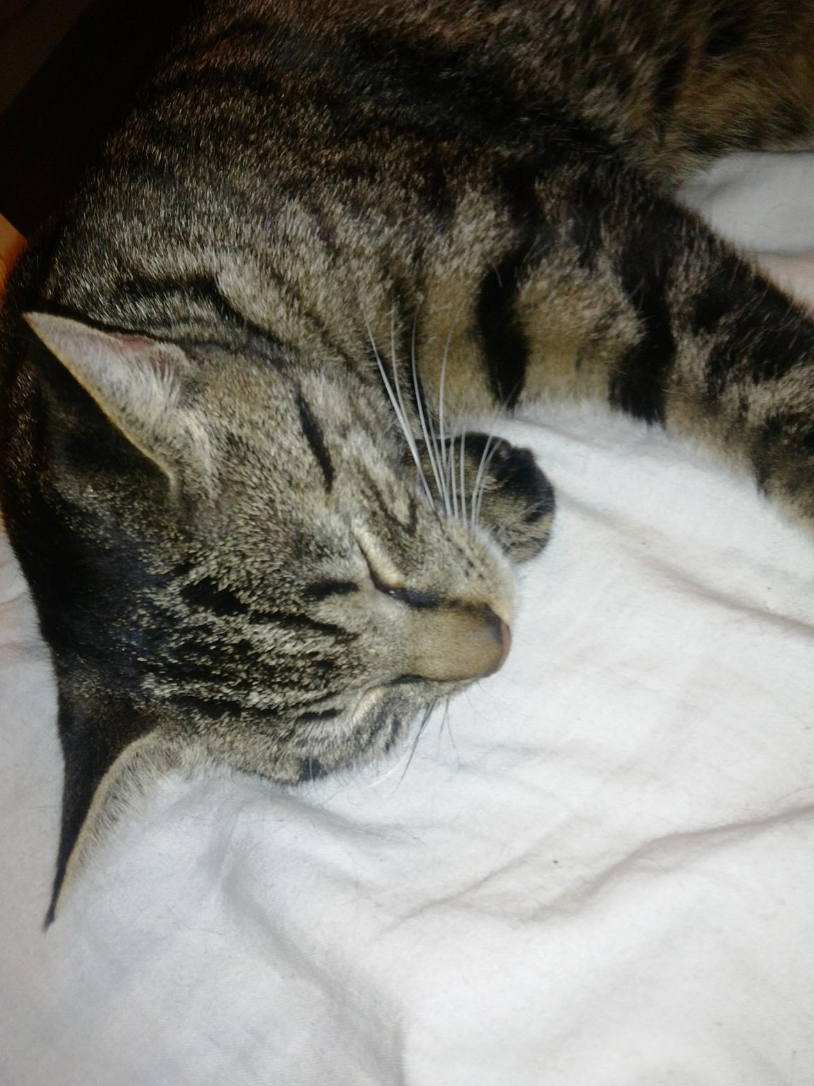 Huskat Mewmew billede 2