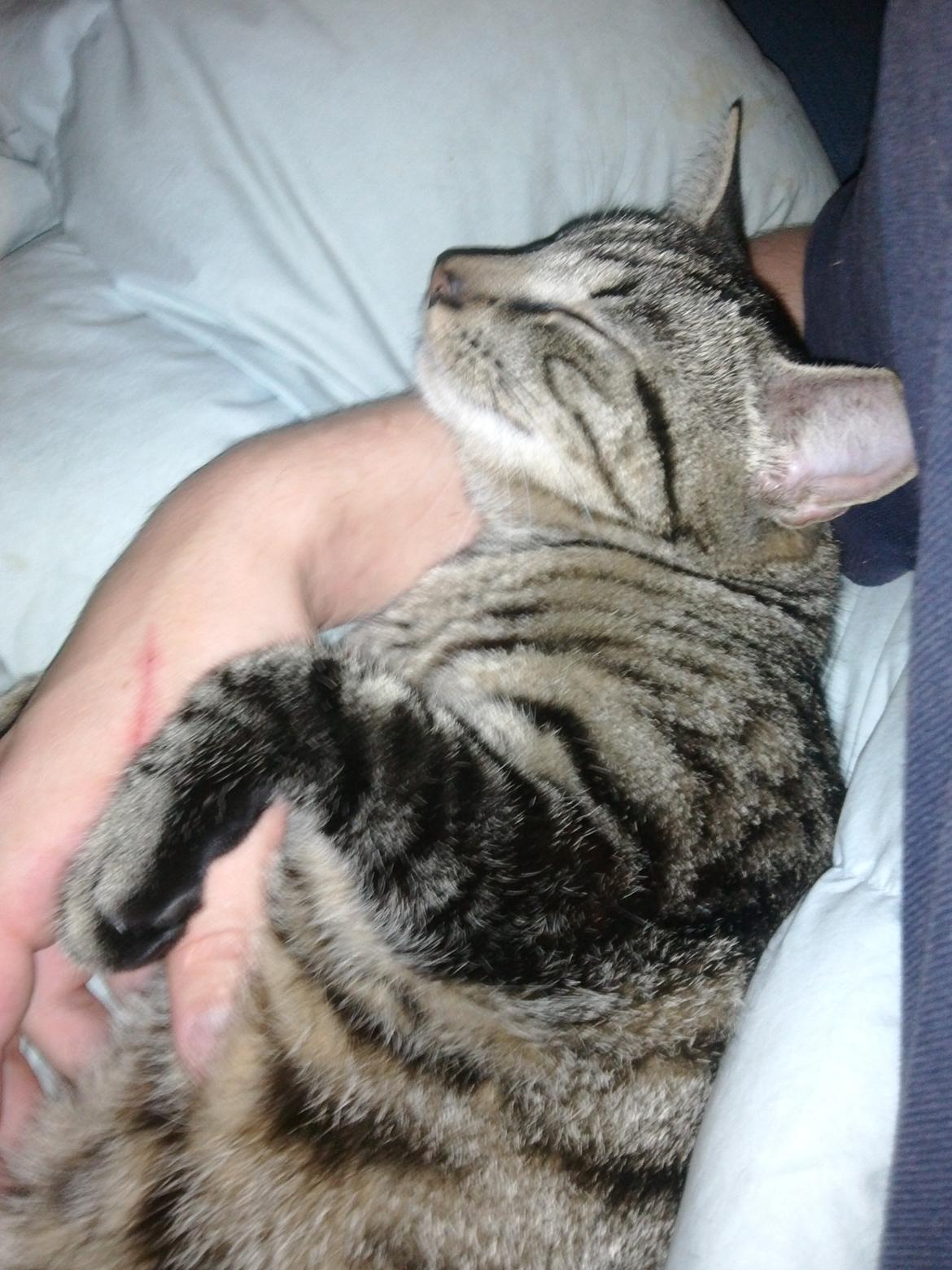 Huskat Mewmew billede 3