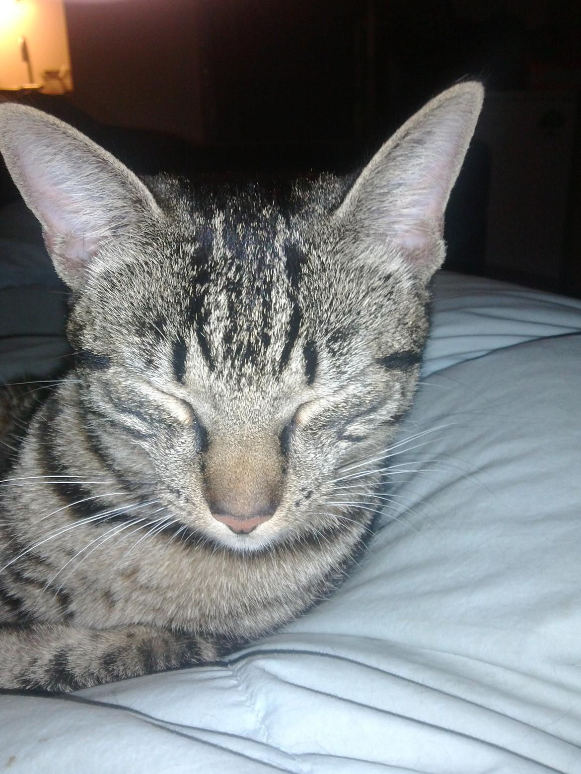 Huskat Mewmew billede 4