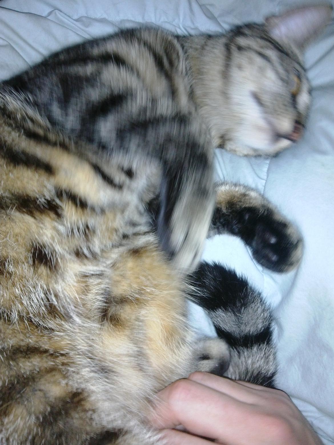 Huskat Mewmew billede 5