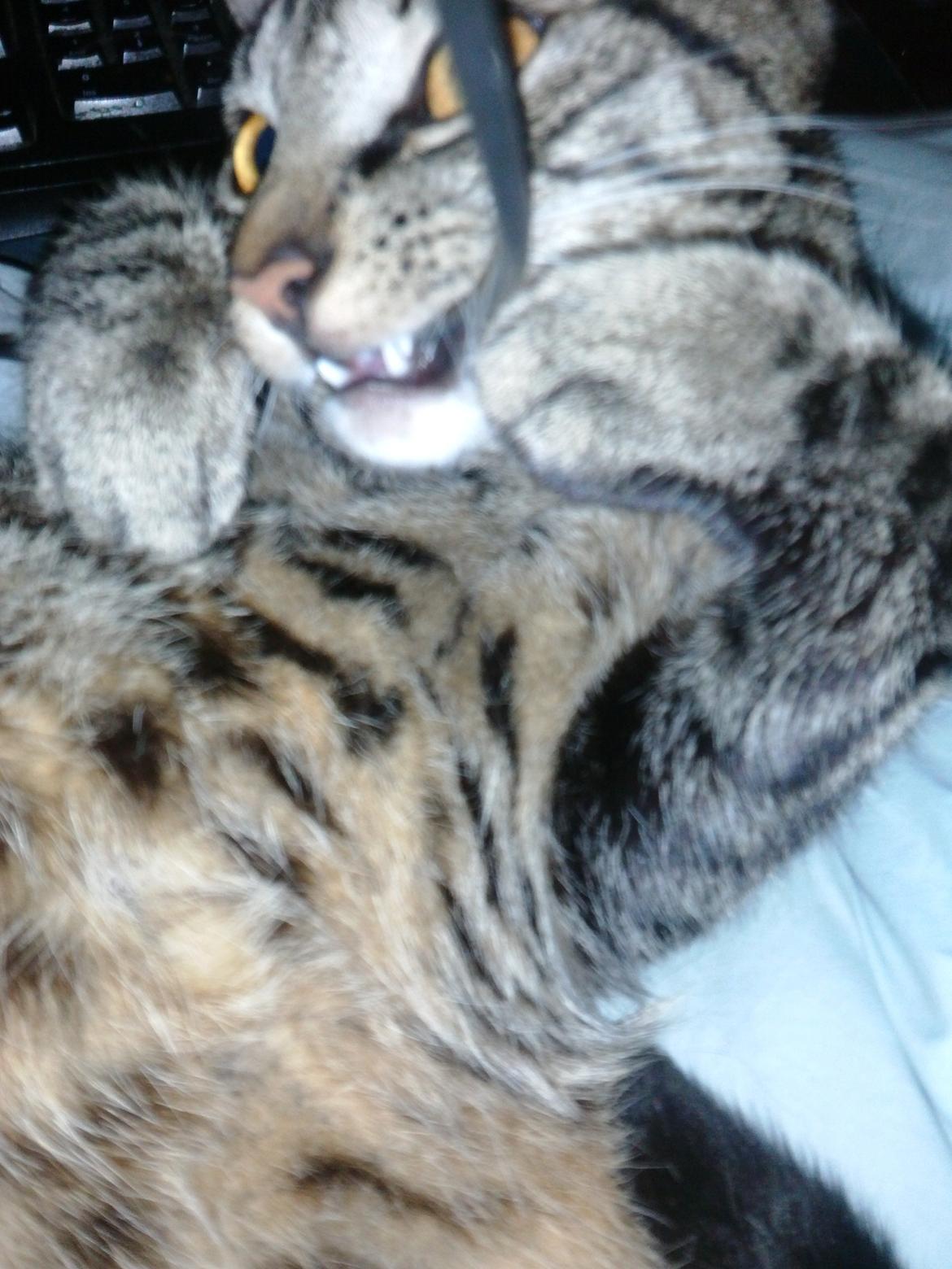 Huskat Mewmew billede 6