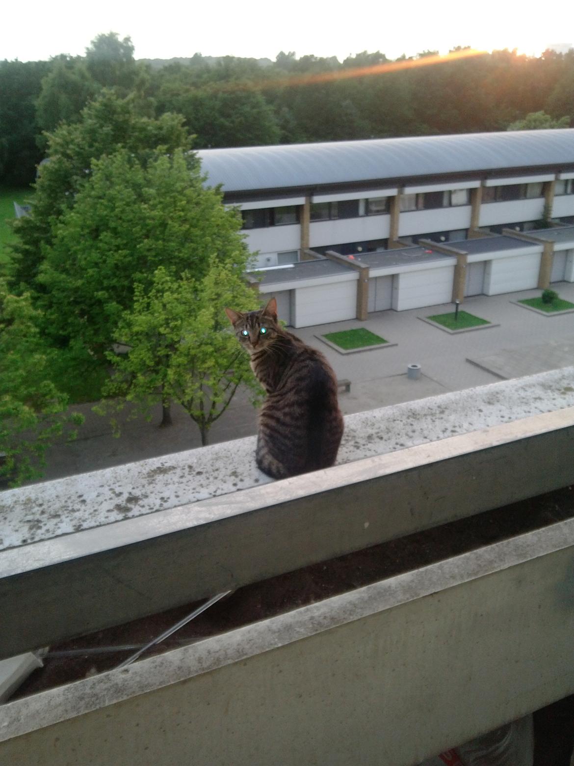 Huskat Mewmew billede 7