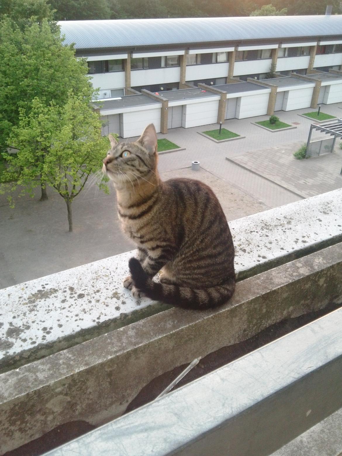 Huskat Mewmew billede 8