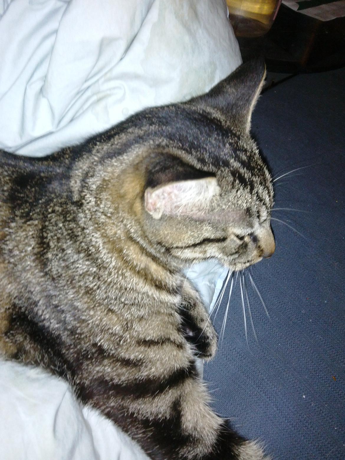 Huskat Mewmew billede 9