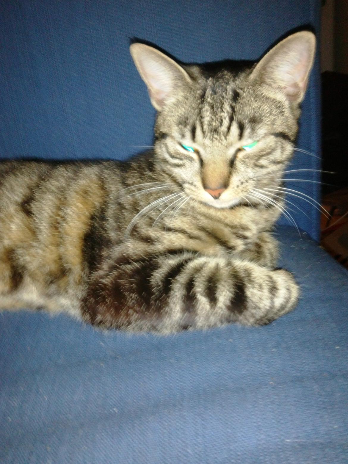 Huskat Mewmew billede 10