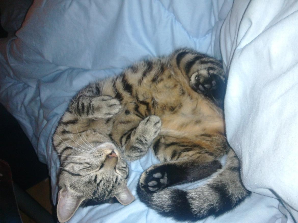 Huskat Mewmew billede 11