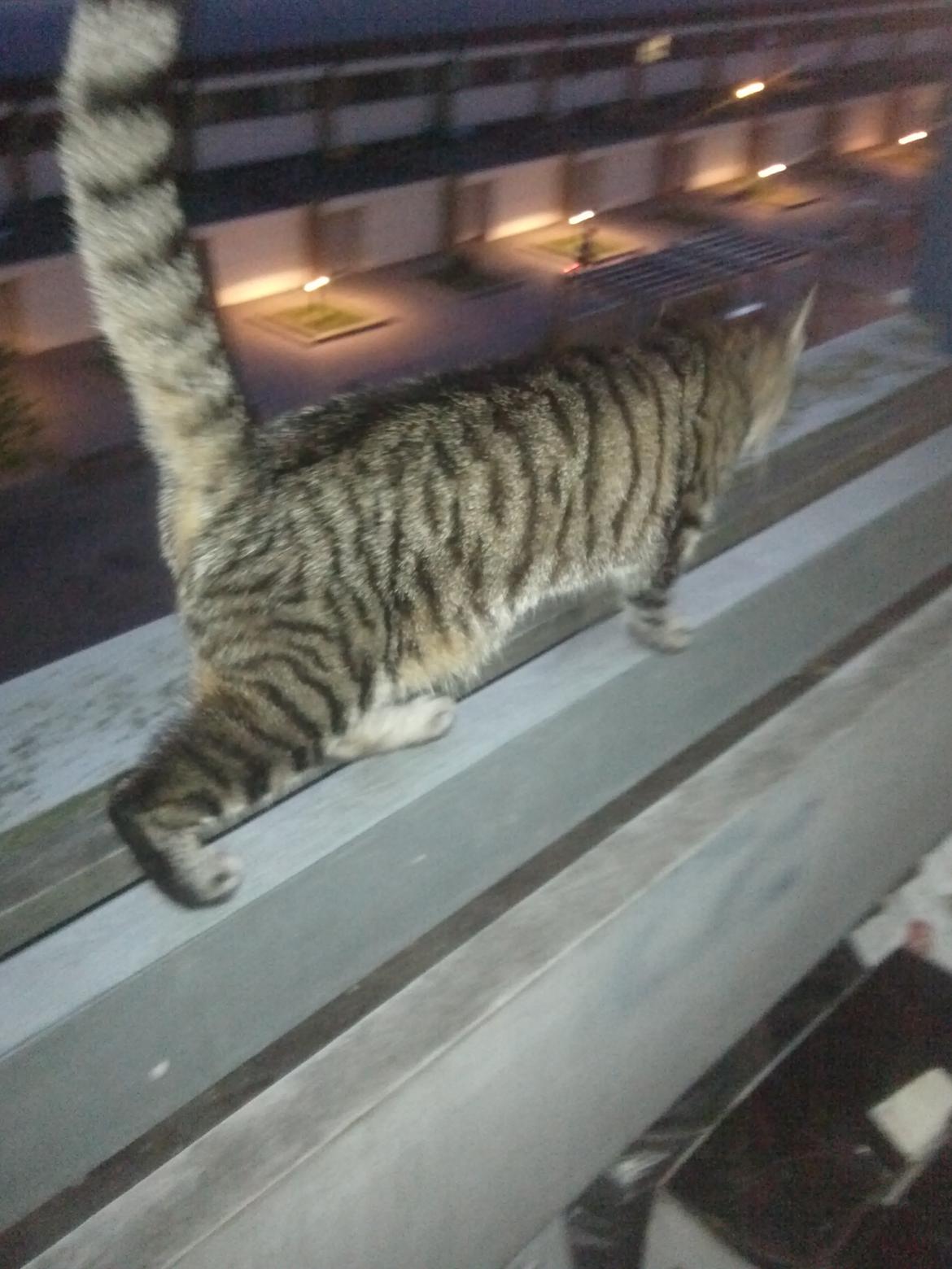 Huskat Mewmew billede 12