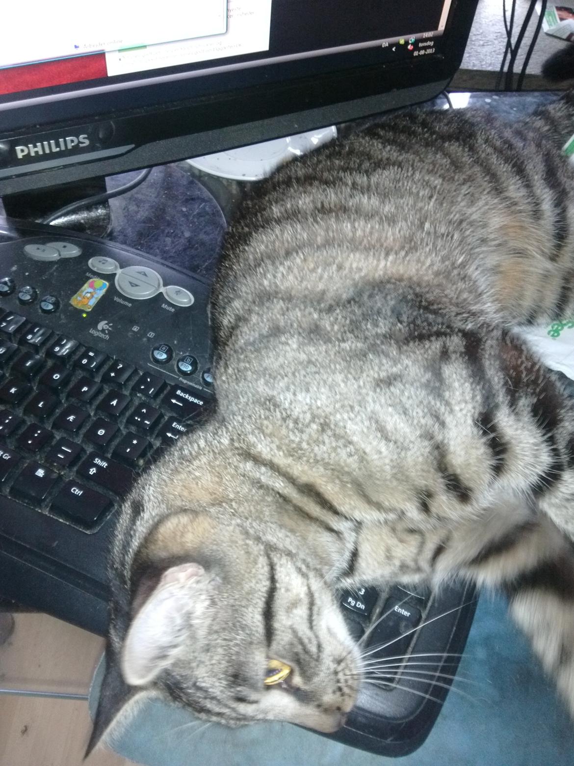 Huskat Mewmew billede 13