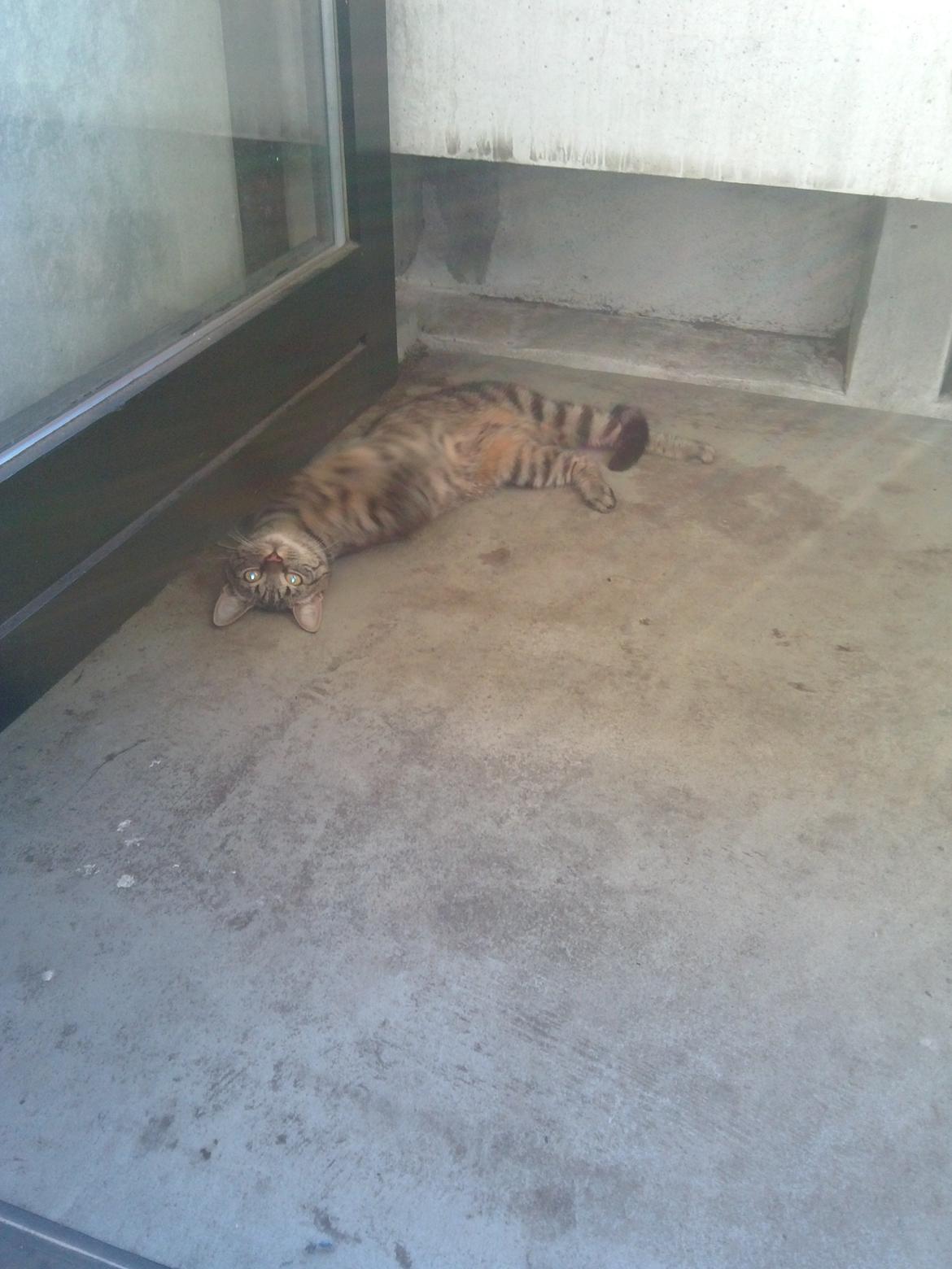 Huskat Mewmew billede 14