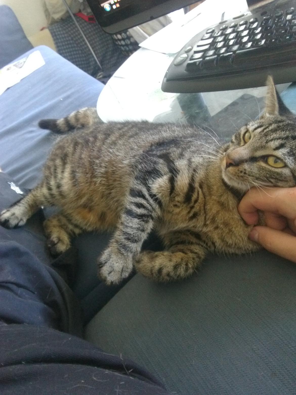 Huskat Mewmew billede 15