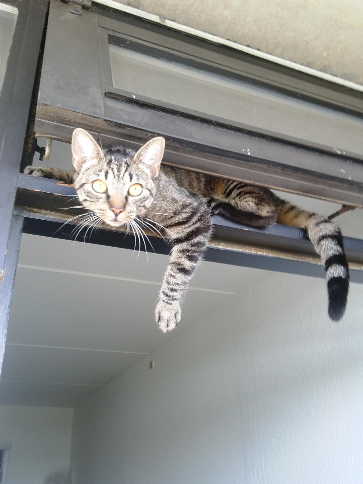 Huskat Mewmew billede 16