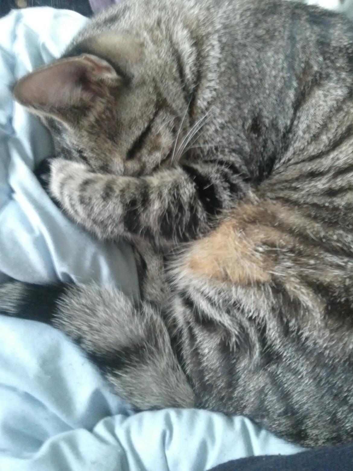 Huskat Mewmew billede 17