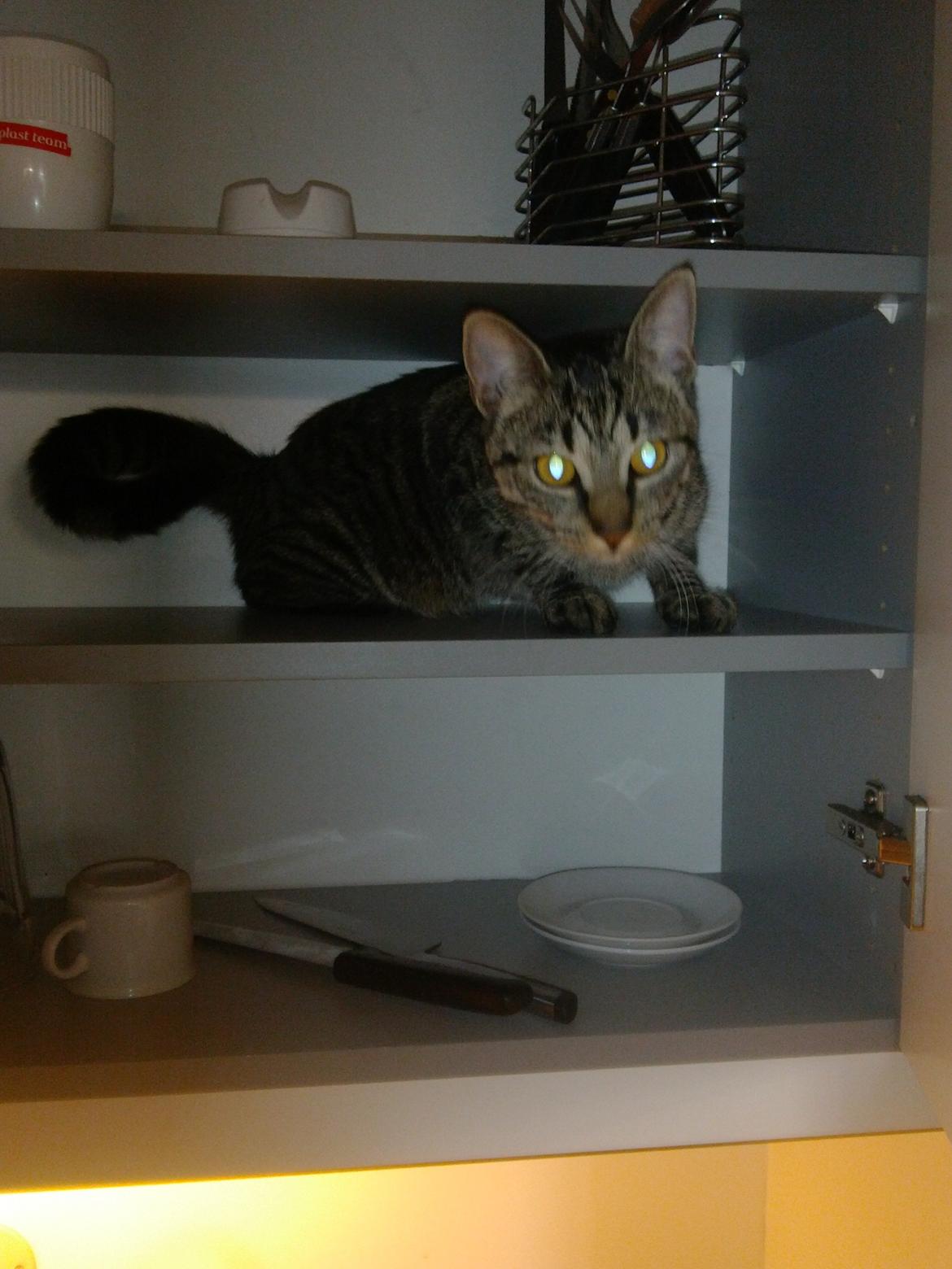 Huskat Mewmew billede 18