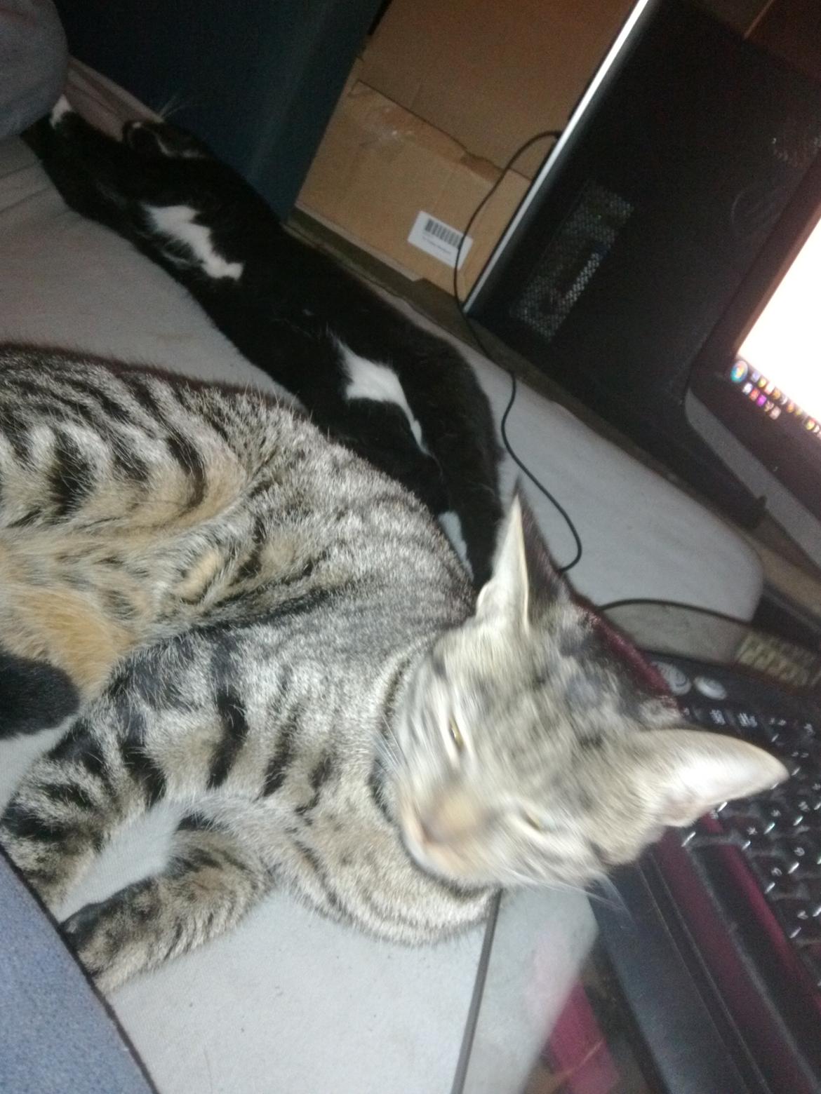 Huskat Mewmew billede 19