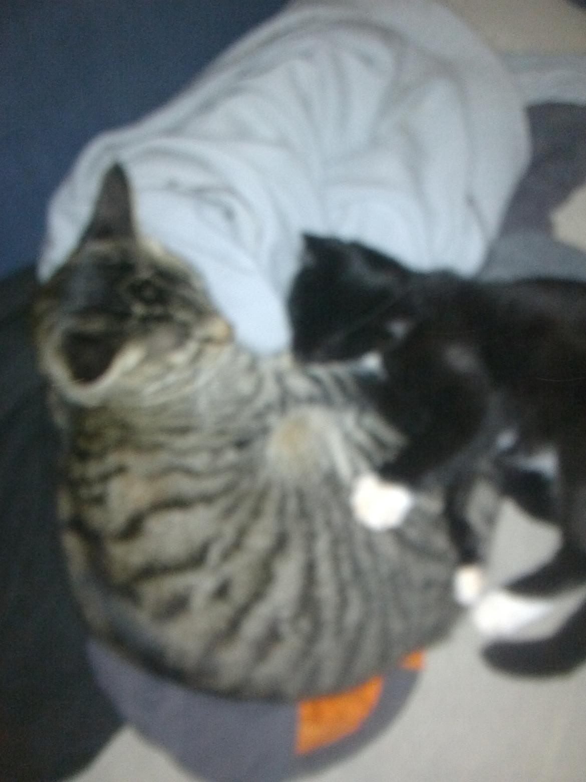 Huskat Mewmew billede 20