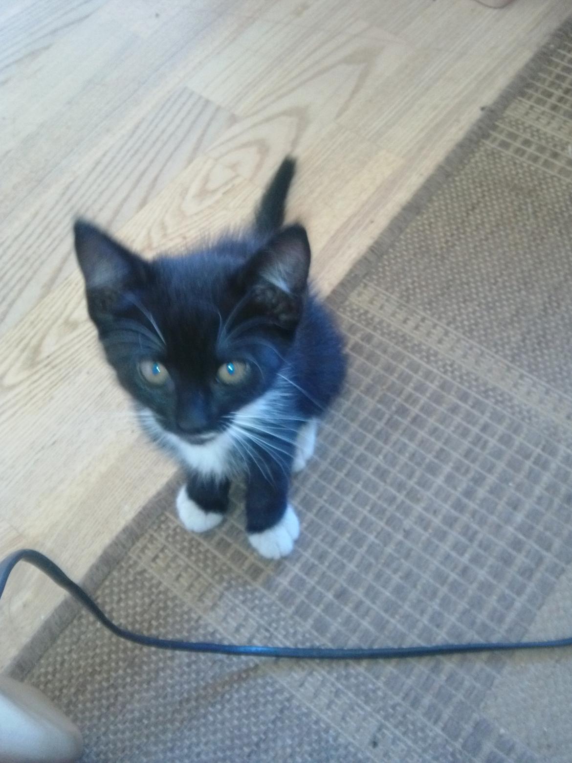 Huskat Bob d 2. billede 2