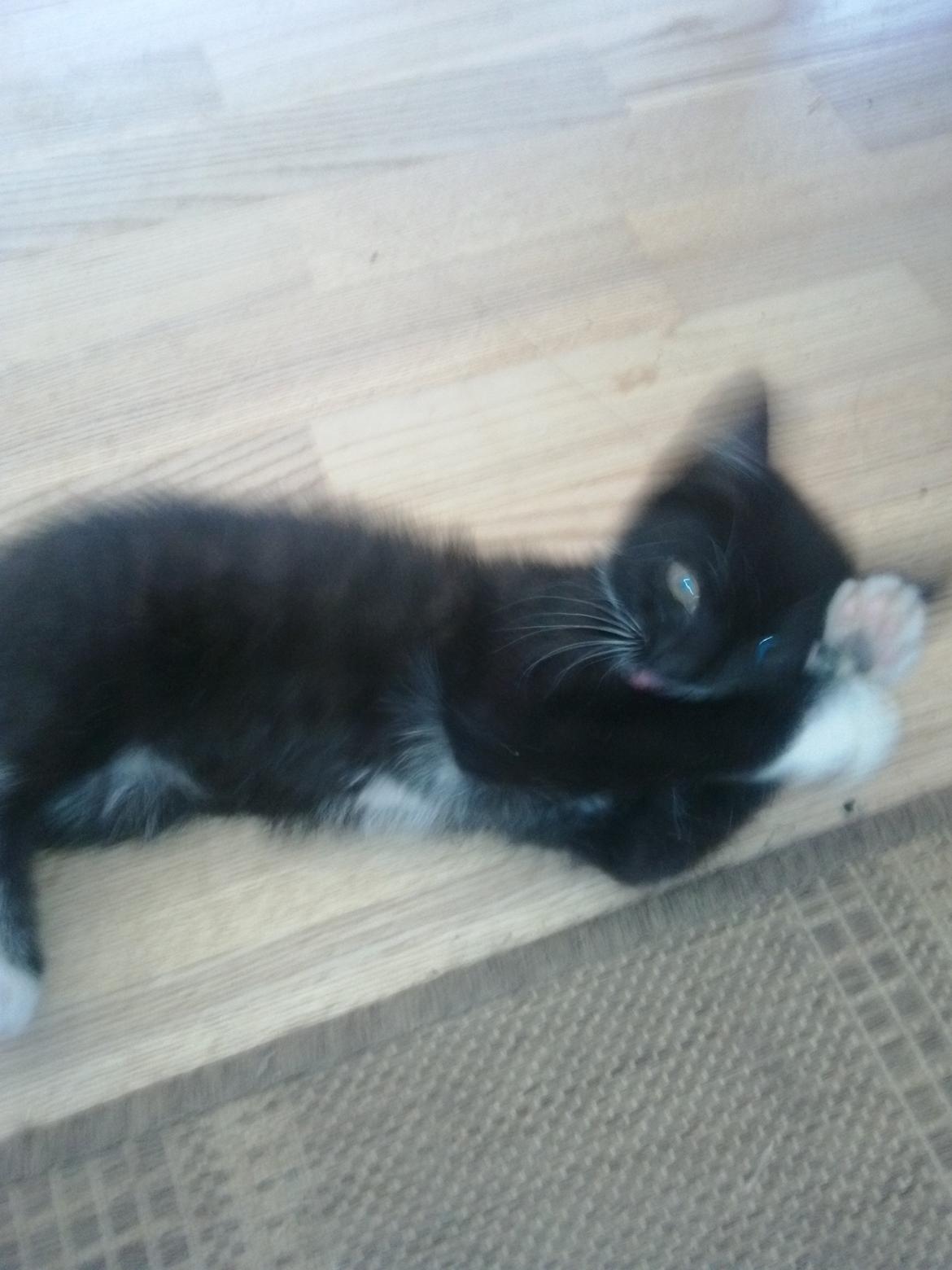 Huskat Bob d 2. billede 3