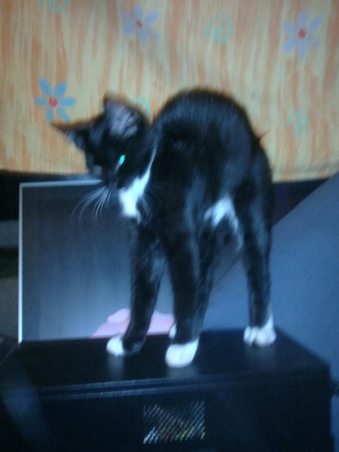 Huskat Bob d 2. billede 4