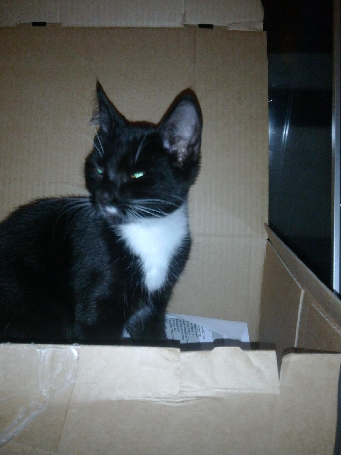 Huskat Bob d 2. billede 5