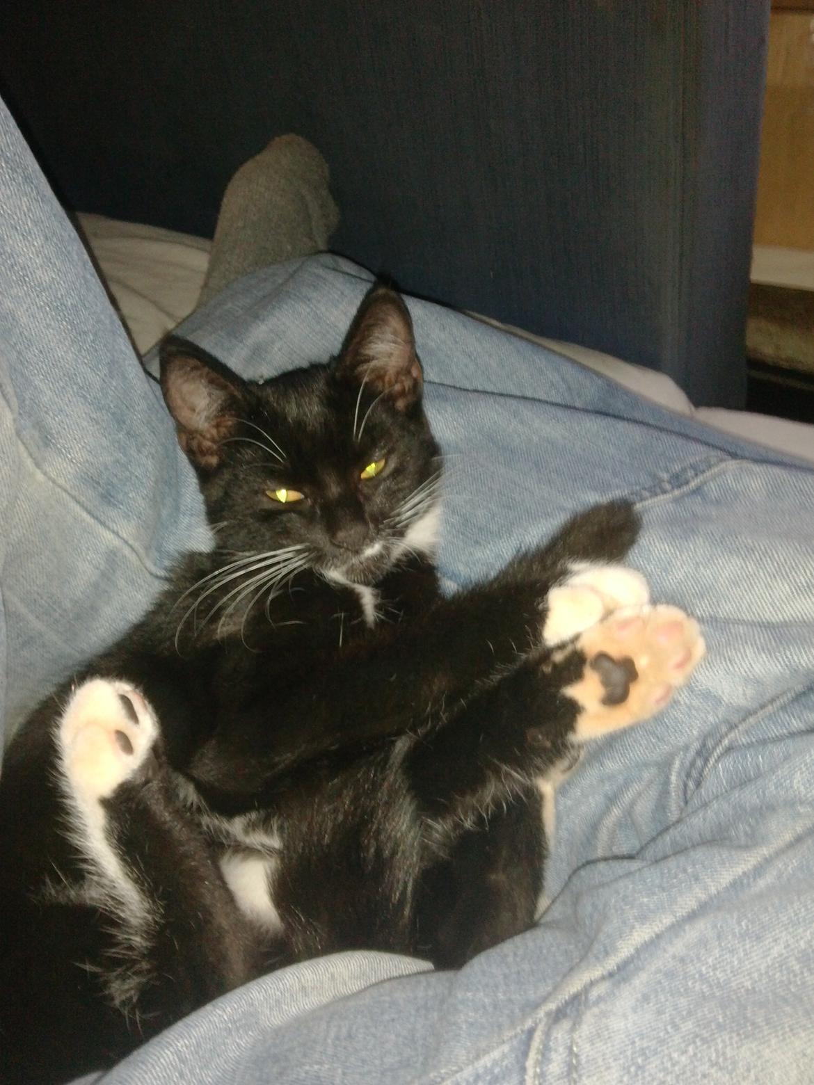 Huskat Bob d 2. billede 6